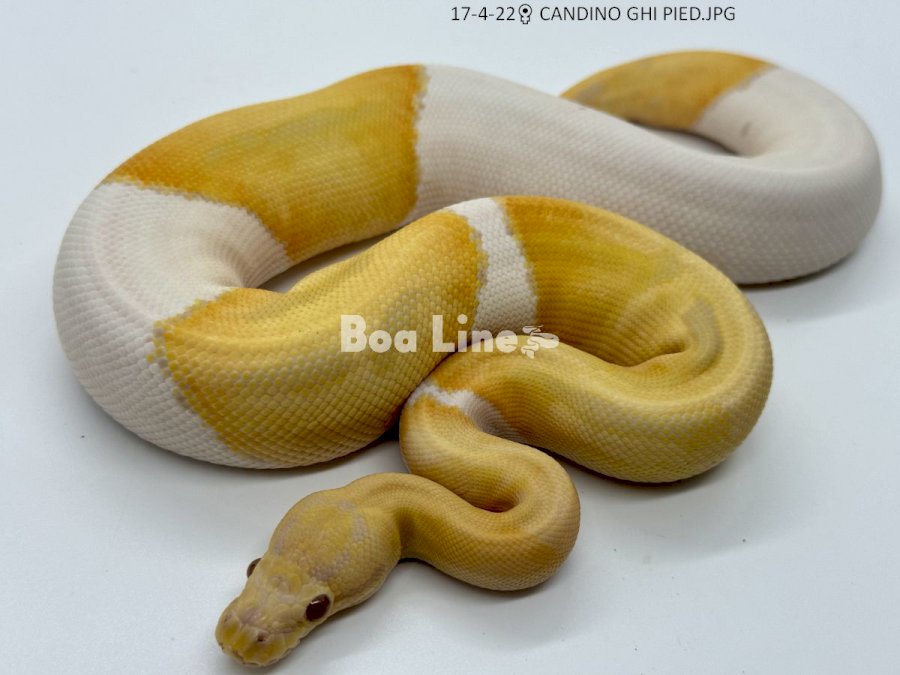 CANDINO GHI PIED